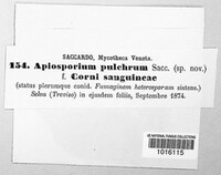 Apiosporium pulchrum image